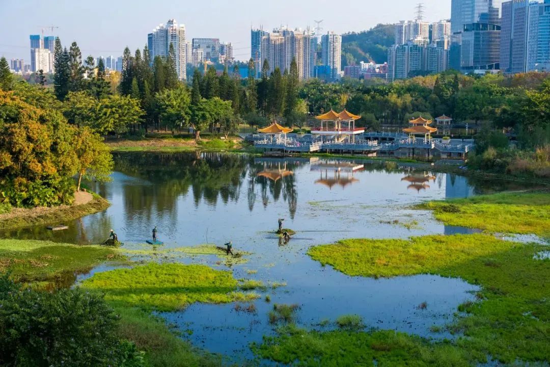 超美照片，让你爱上“美丽深圳”！